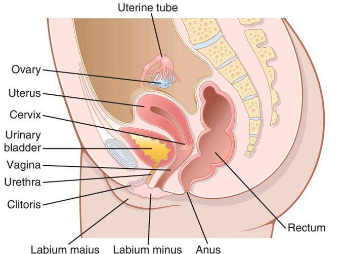 Female reproductive organs