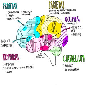 Anatomy and function of the brain