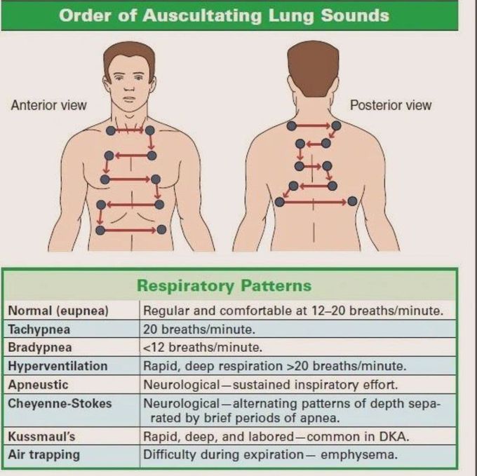 Order of Auscultating Lung Sounds