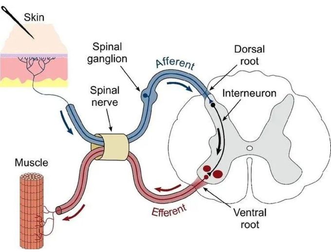 Reflex Arc