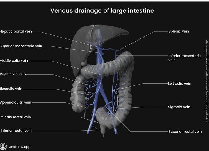 Venous Drainage