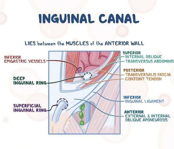Inguinal canal