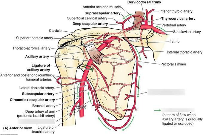 This is how blood supply of scapula looks like!