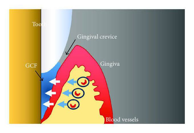 Gingival crevicular fluid