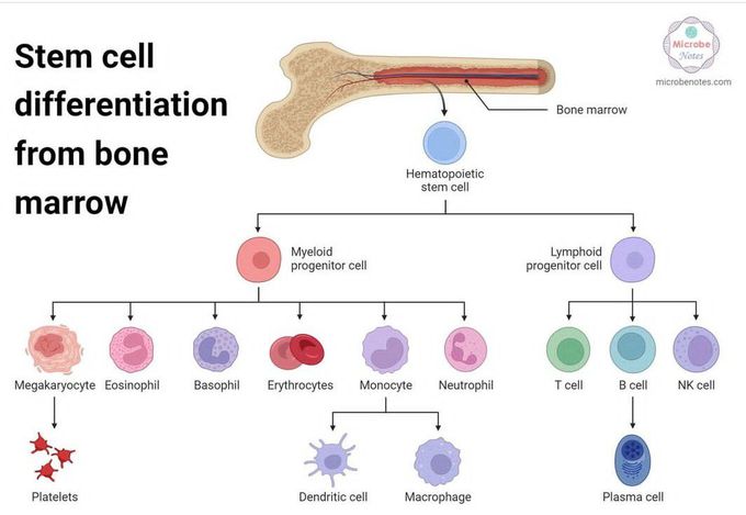 Stem Cell Differentiation Biology Diagrams