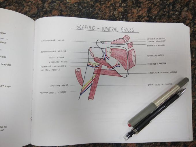 Intermuscular spaces