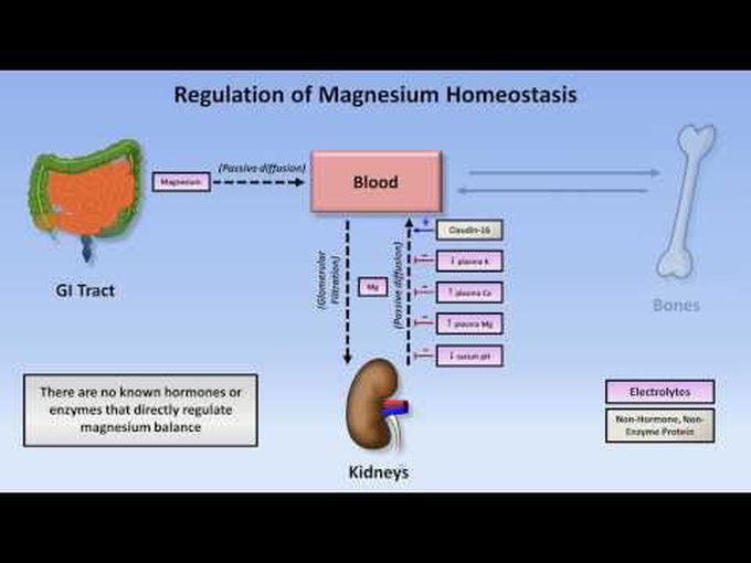 Magnesium Homeostasis