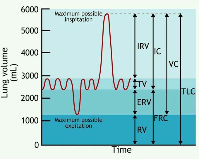 Lung Volumes And Capacities:

Lung volumes and lung capacities refer to the volume of air associated with different phases of the respiratory cycle. Lung volumes are directly measured; lung capacities are inferred from lung volumes.

Medical_doctors Channel