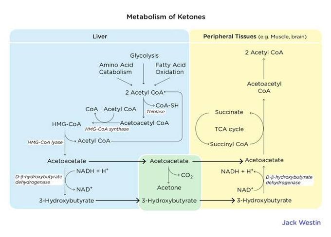 Metabolism of ketones