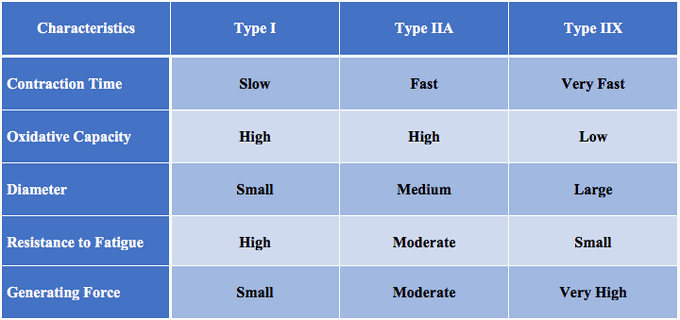 Types of Muscle Fibers