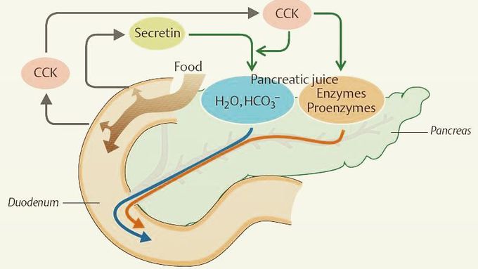 Pancreatic Secretions