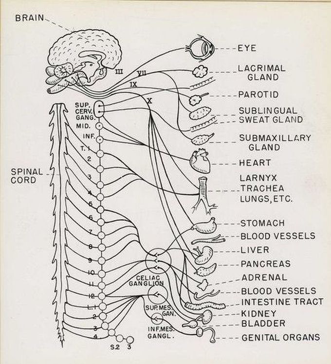 Human