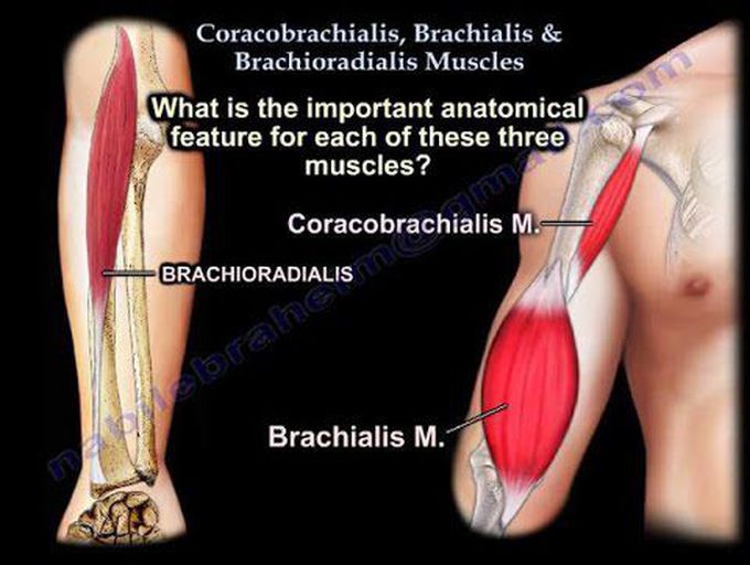 Coracobrachialis Brachialis Brachioradialis - Everything You Need To Know - Dr. Nabil Ebraheim