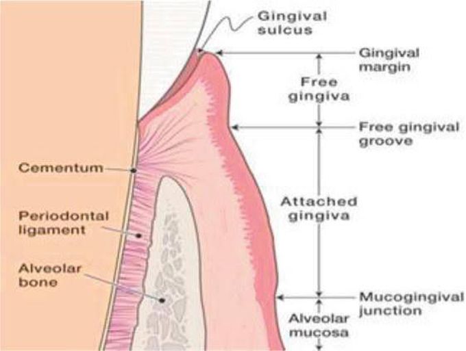 Ginigval sulcus