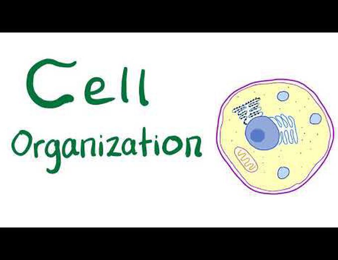 How is your cell organized?