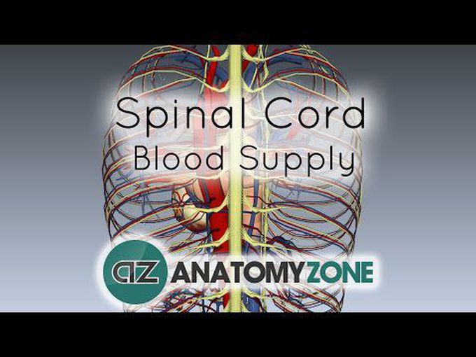 Blood Supply and Venous Drainage of the Spinal Cord