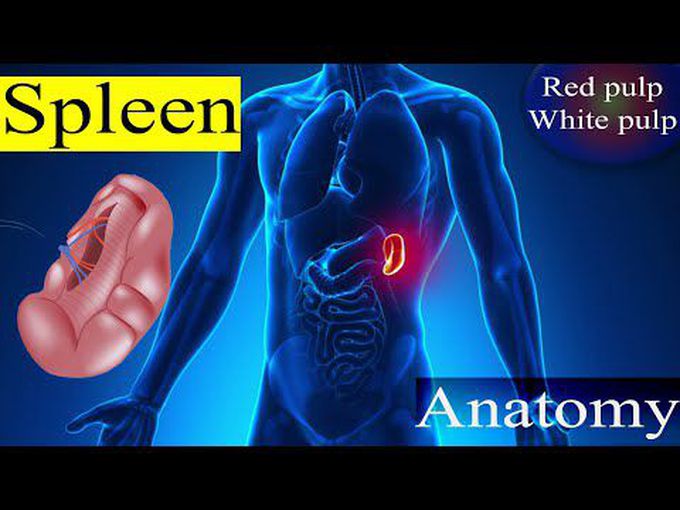 spleen anatomy gross