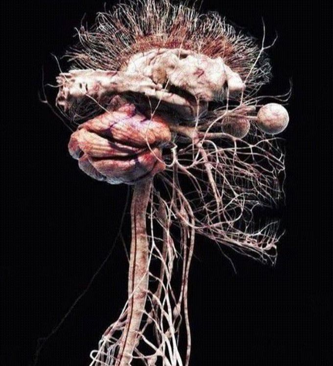 Central nervous system