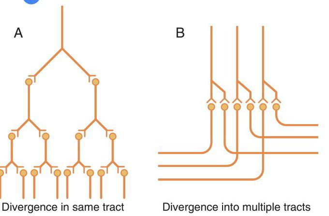 Divergence” in neuronal pathways