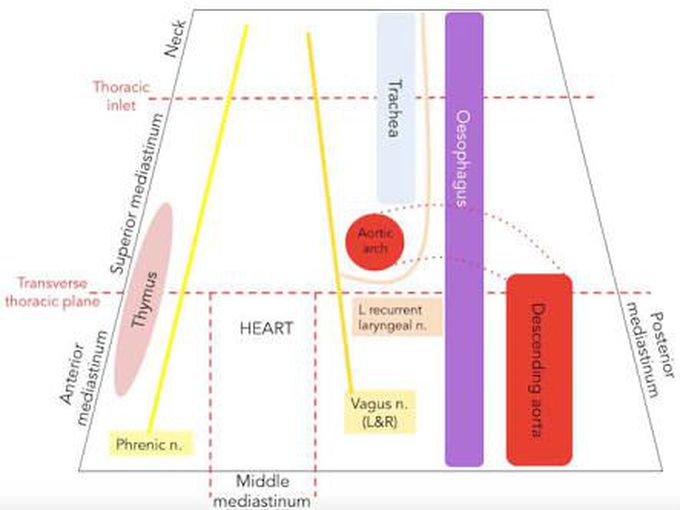 The mediastinum