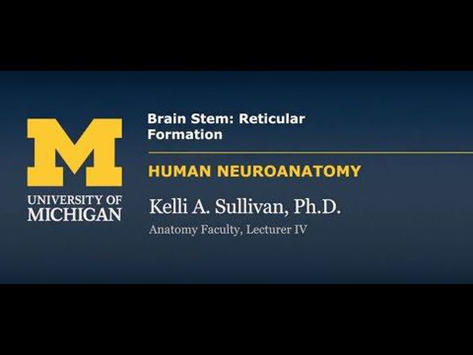 An Introduction to Reticular Formation