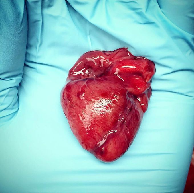 A teeny tiny heart! ♥️ 