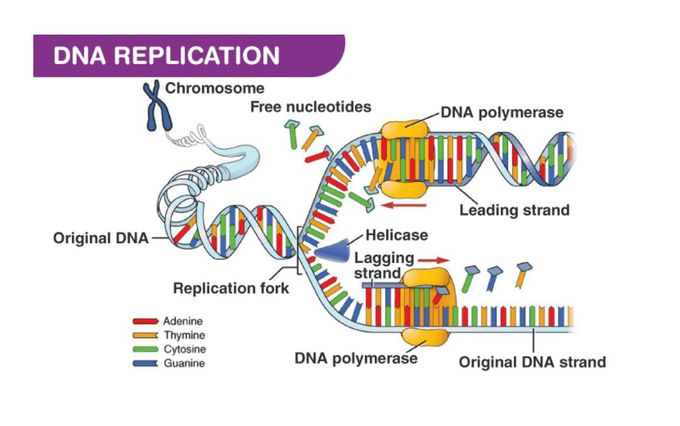 DNA Replication