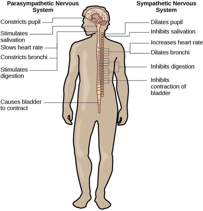 Sympathetic system