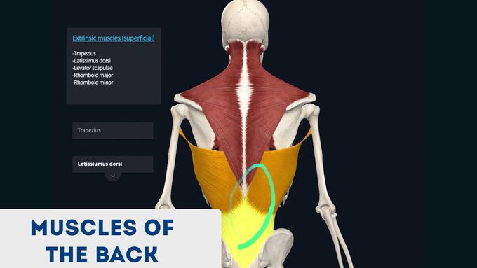 Muscles of the Back 3D Anatomy