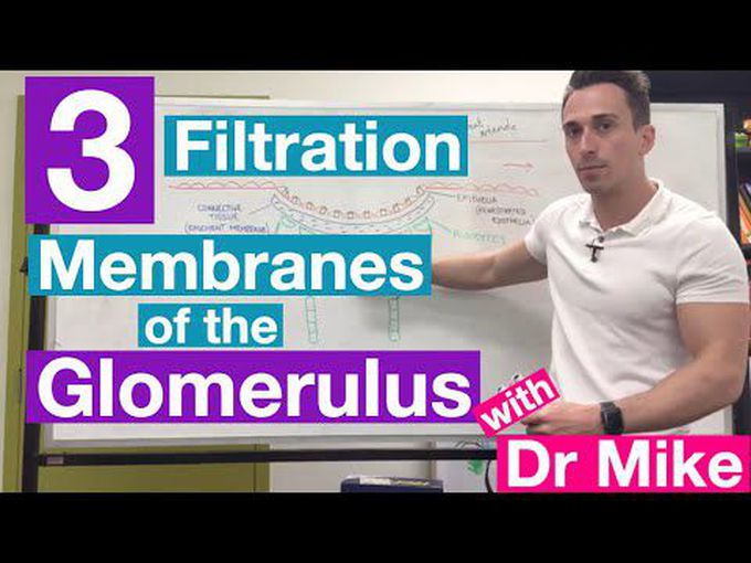 Glomerular Filtration Membrane