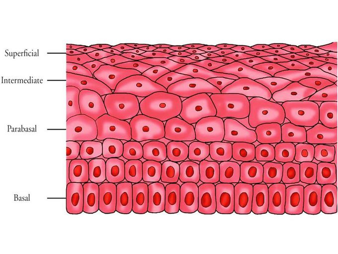 Layers of Cervical Epithelium