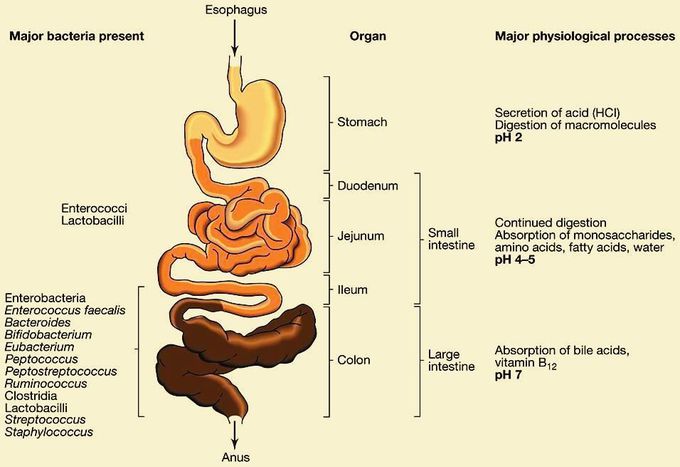 G.I.T Bacteria