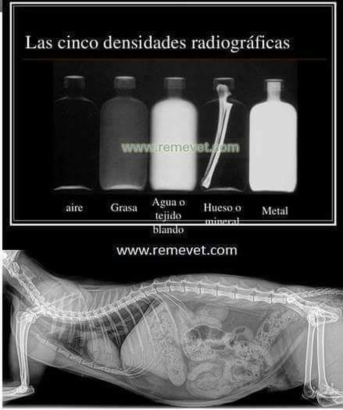 Radiology