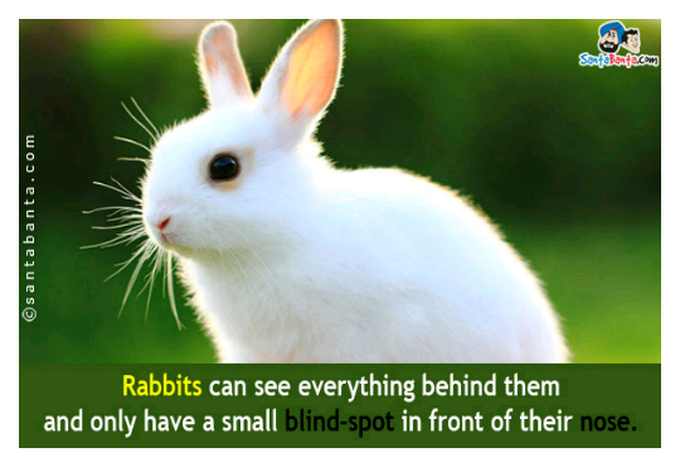 Rabbit sight