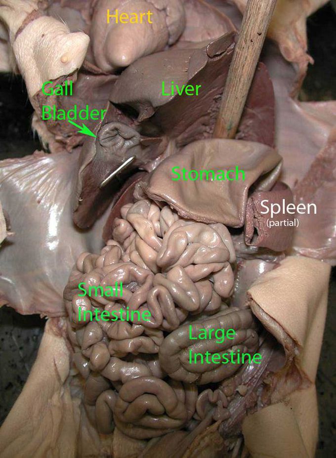 Anatomy of the body