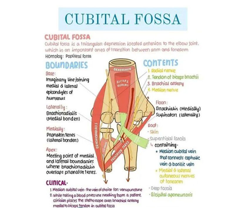 Cubital Fossa Diagram Simple