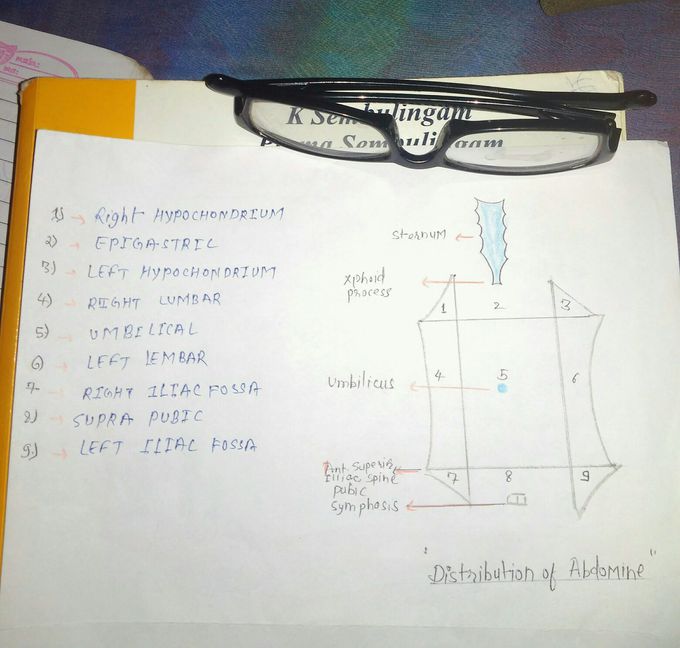 Abdomine distribution
