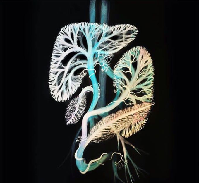 Pancreas