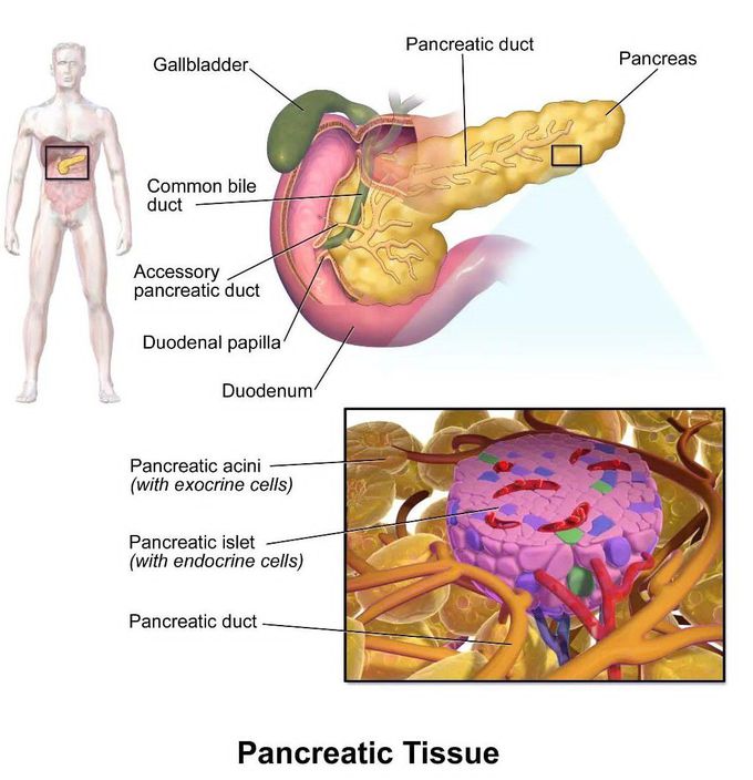 Pancreatic Tissue