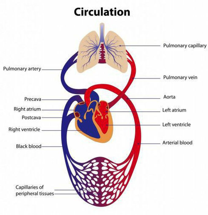 CIRCULATION
