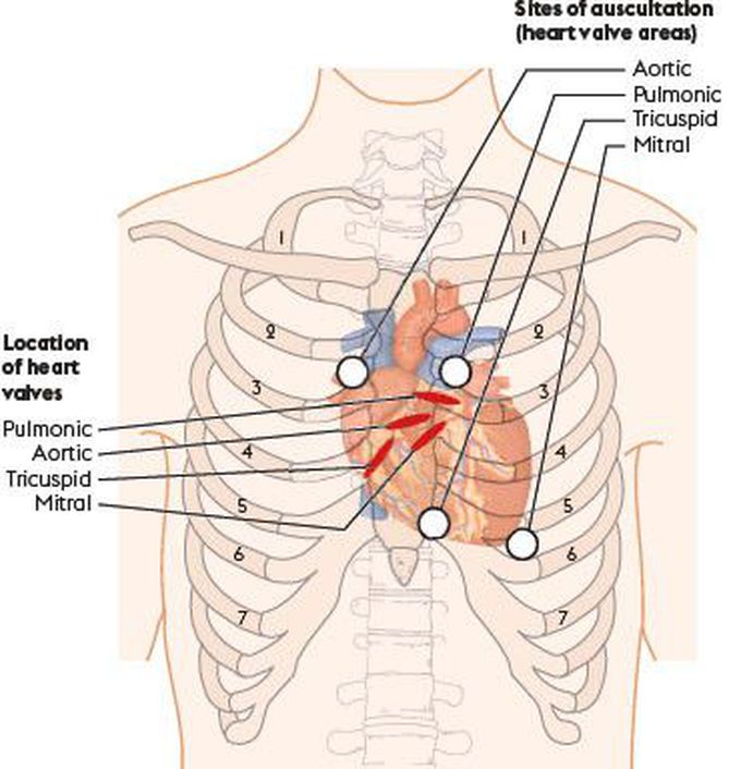 Where to Auscultate Heart Valves?