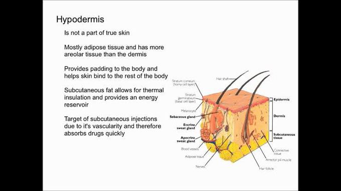 Bottom layer of skin - Hypodermis' functions