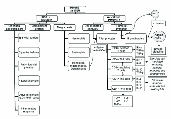 Immune system classification table. Learning material.