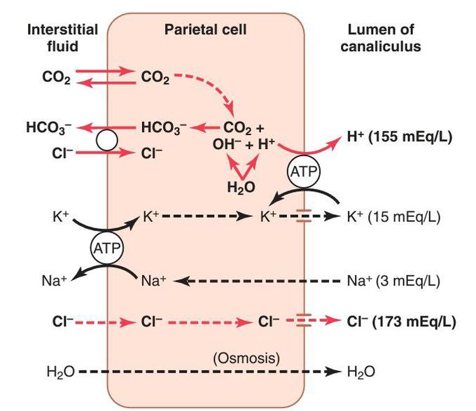 HCL secretion