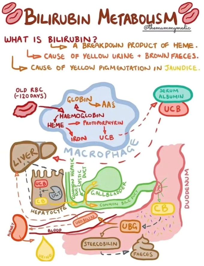 Bilirubin Metabolism