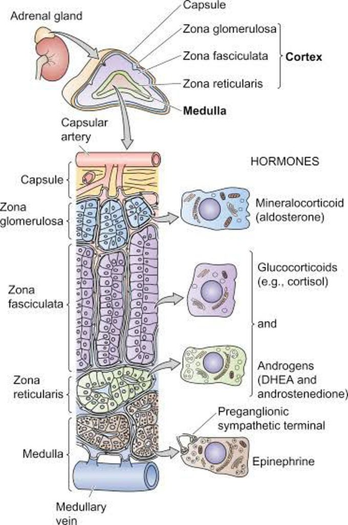 Hormones of Adernal cortex