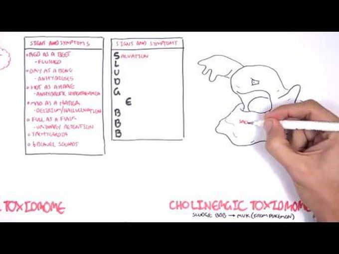 Anticholinergic and Cholinergic Toxicity