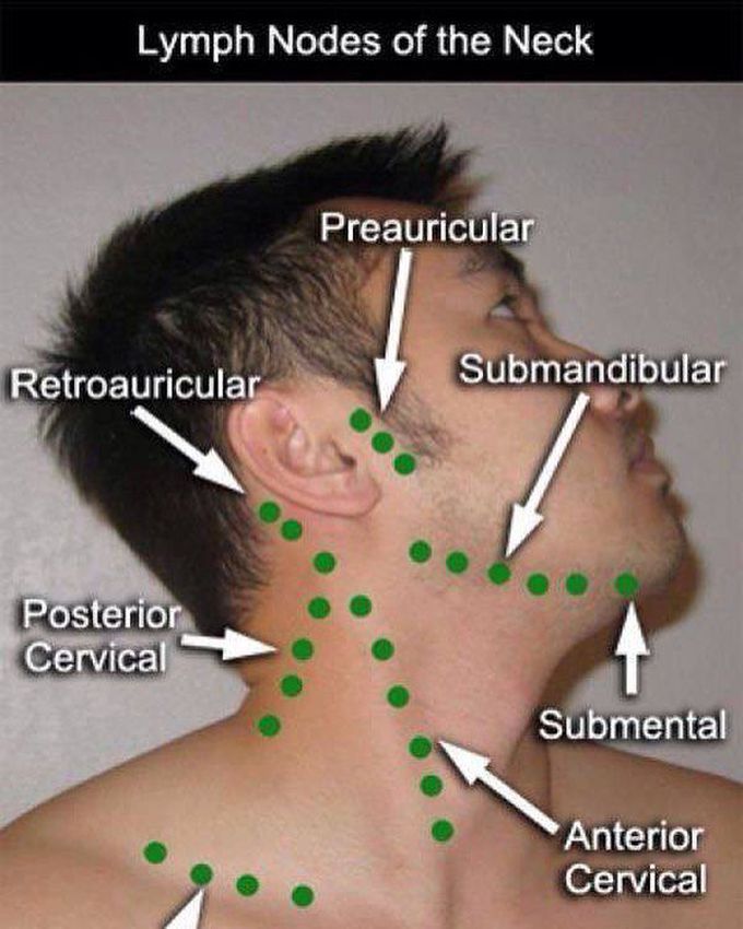 Lymph Nodes Of The Neck