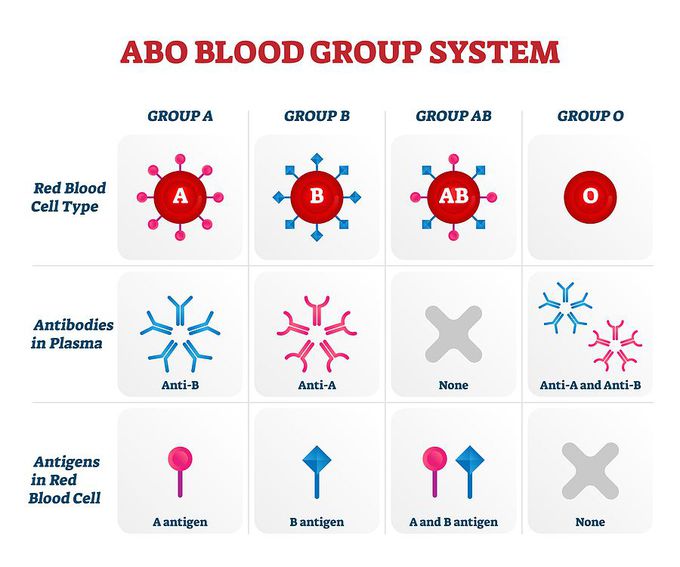 Blood Groups