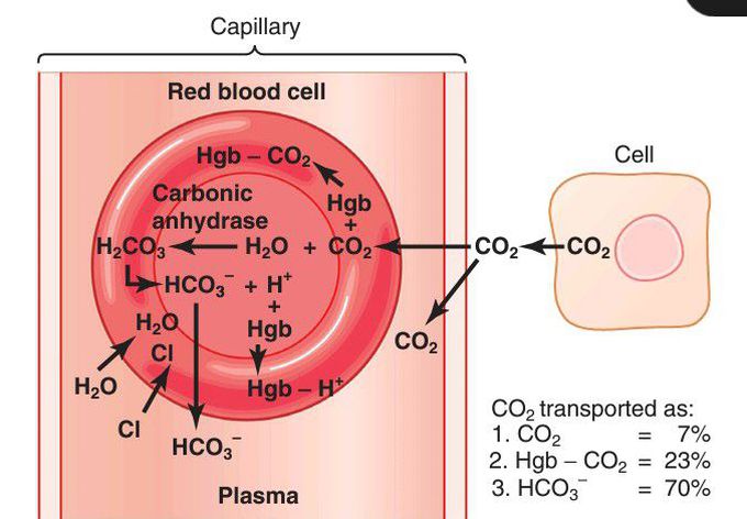 Cardondioxide transport